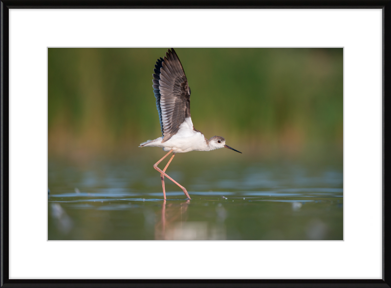 A Young Long-Legged Wader in the Danube Delta - Great Pictures Framed
