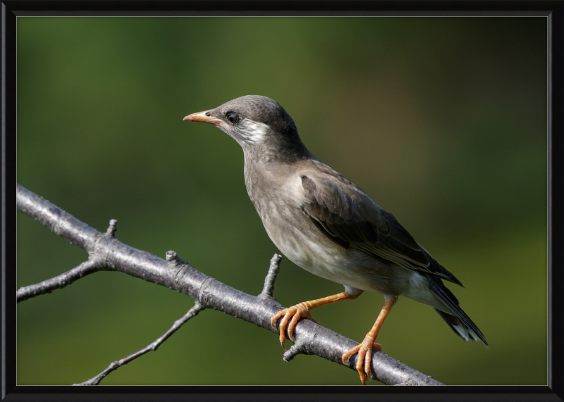 White-cheeked Starling at Tennoji Park in Osaka - Great Pictures Framed