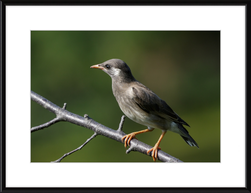 White-cheeked Starling at Tennoji Park in Osaka - Great Pictures Framed