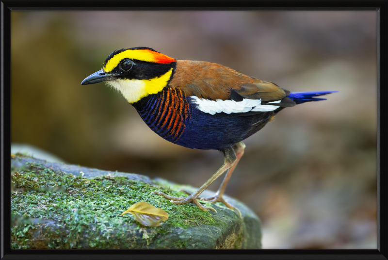 Hydrornis Irena - Sri Phang Nga - Great Pictures Framed