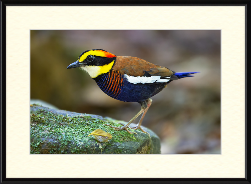 Hydrornis Irena - Sri Phang Nga - Great Pictures Framed