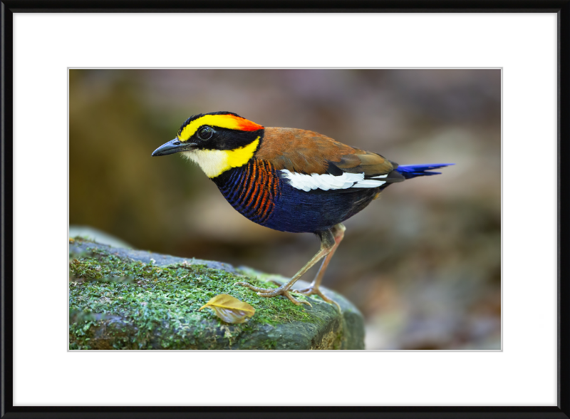 Hydrornis Irena - Sri Phang Nga - Great Pictures Framed