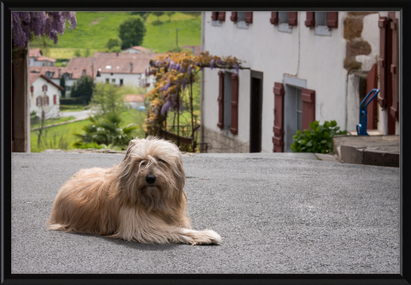 Sara - A Sheepdog - Great Pictures Framed