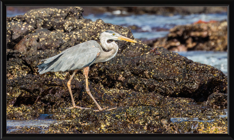 Great Blue Heron (Ardea herodias) - Great Pictures Framed