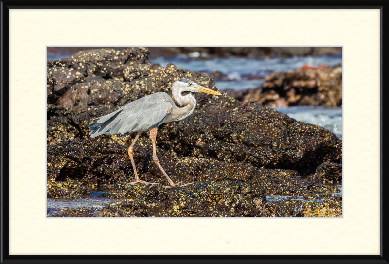Great Blue Heron (Ardea herodias) - Great Pictures Framed