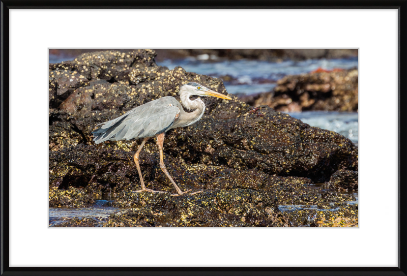 Great Blue Heron (Ardea herodias) - Great Pictures Framed