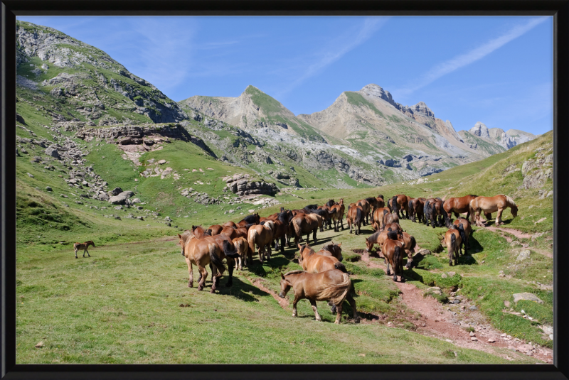 Free-Roaming Horses in the Pyrenees - Great Pictures Framed