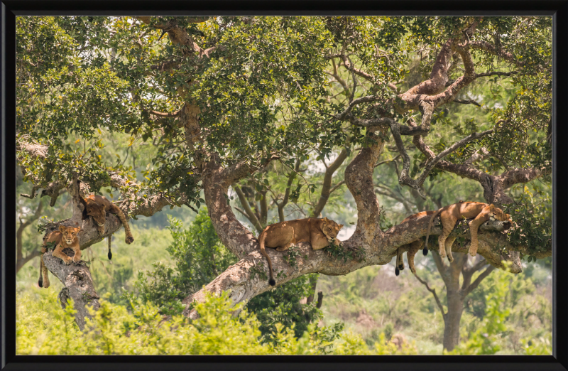 Tree-climbing Lions - Great Pictures Framed