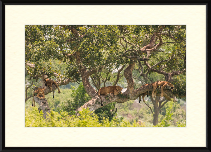 Tree-climbing Lions - Great Pictures Framed