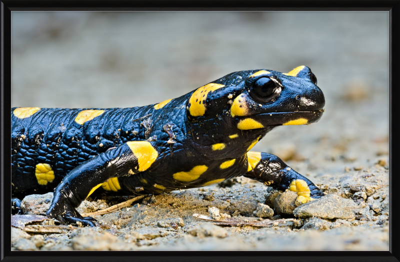 Fire salamander - Great Pictures Framed