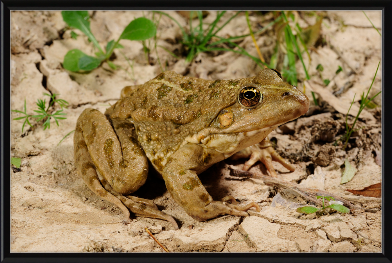 Grafscher Hybridfrosch - Great Pictures Framed