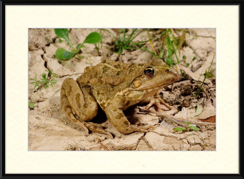 Grafscher Hybridfrosch - Great Pictures Framed