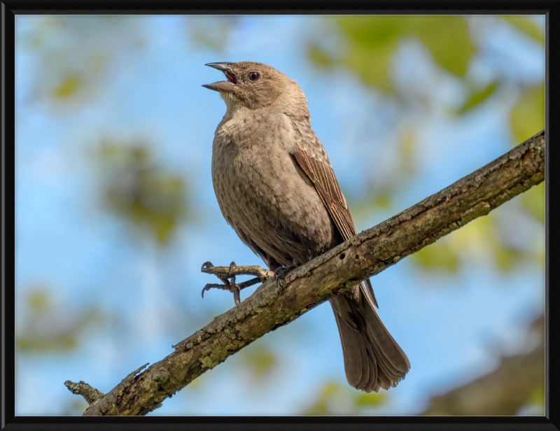 Female Brown-headed Cowbird - Great Pictures Framed