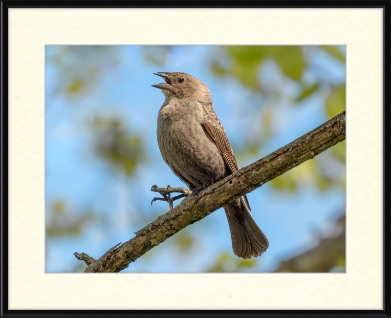 Female Brown-headed Cowbird - Great Pictures Framed