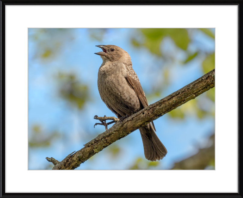 Female Brown-headed Cowbird - Great Pictures Framed