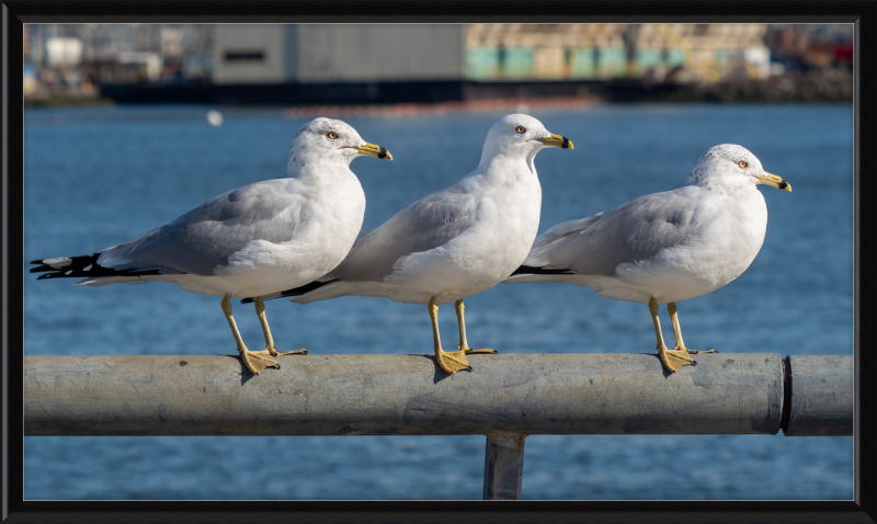 Ring-billed Gulls in Red Hook - Great Pictures Framed