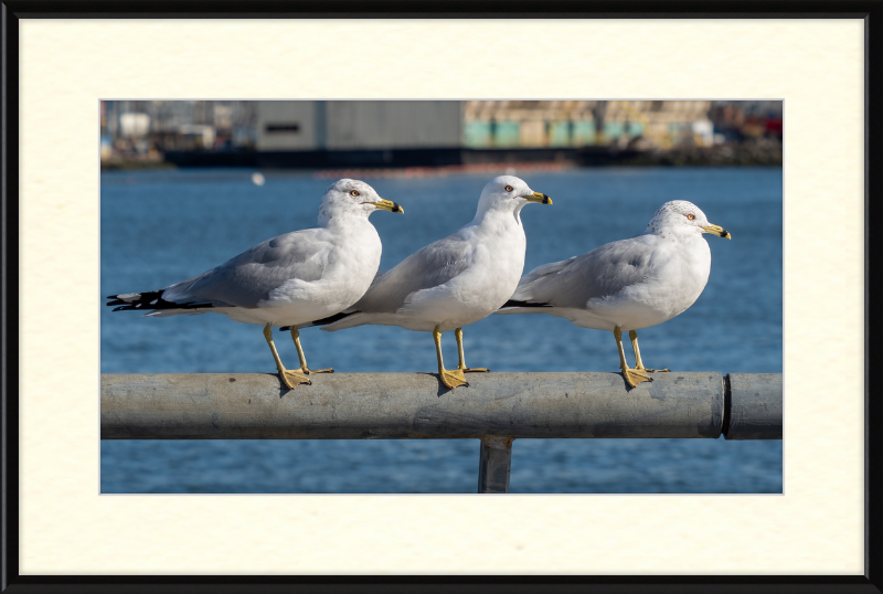 Ring-billed Gulls in Red Hook - Great Pictures Framed