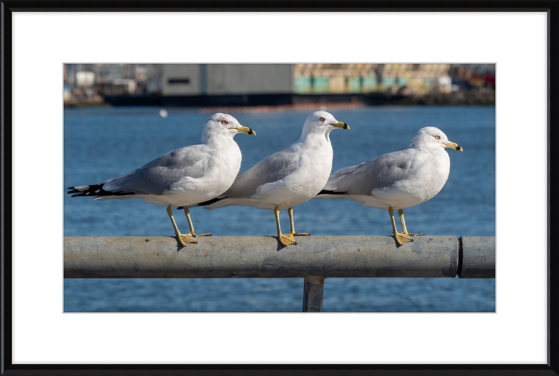Ring-billed Gulls in Red Hook - Great Pictures Framed