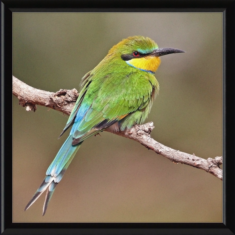 Swallow-tailed Bee-eater - Great Pictures Framed
