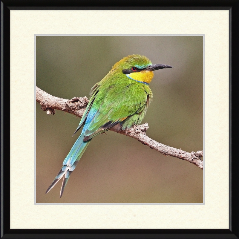 Swallow-tailed Bee-eater - Great Pictures Framed