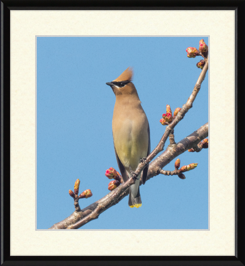 Cedar Waxwing in Green-Wood Cemetary - Great Pictures Framed