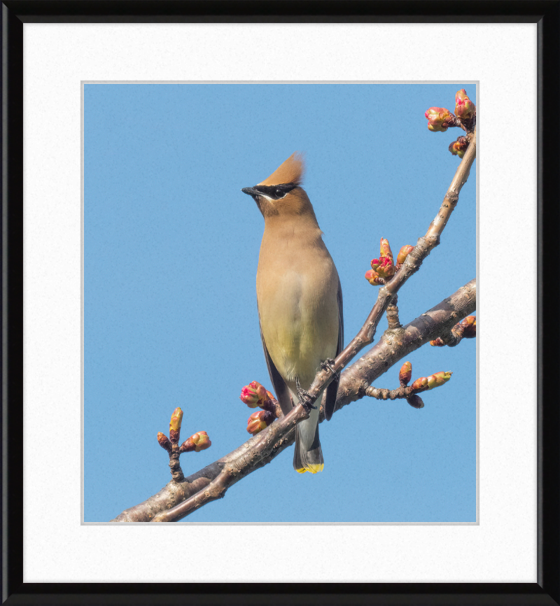 Cedar Waxwing in Green-Wood Cemetary - Great Pictures Framed
