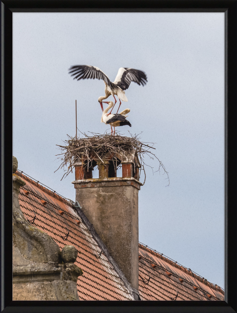 Schlüsselau Störche Nest - Great Pictures Framed
