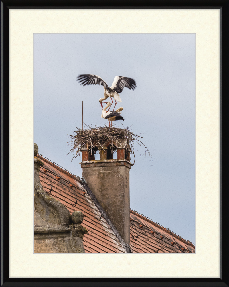 Schlüsselau Störche Nest - Great Pictures Framed