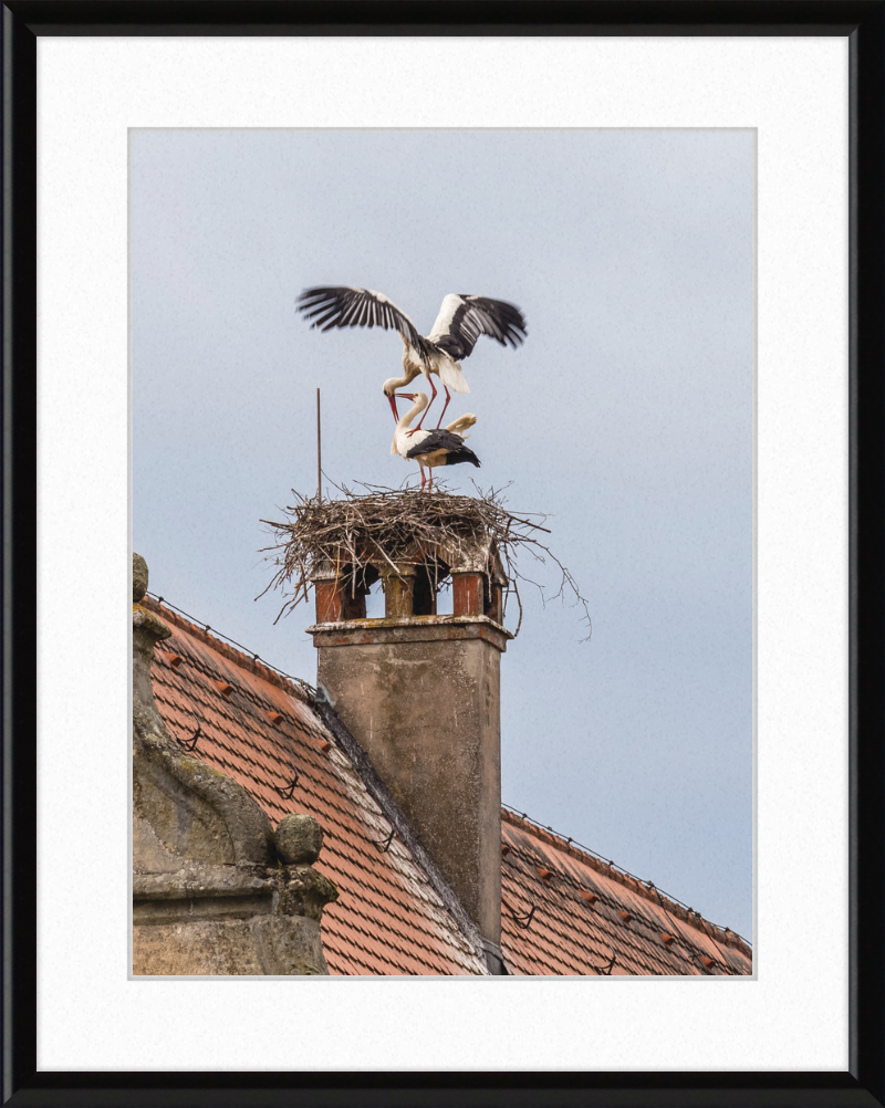 Schlüsselau Störche Nest - Great Pictures Framed