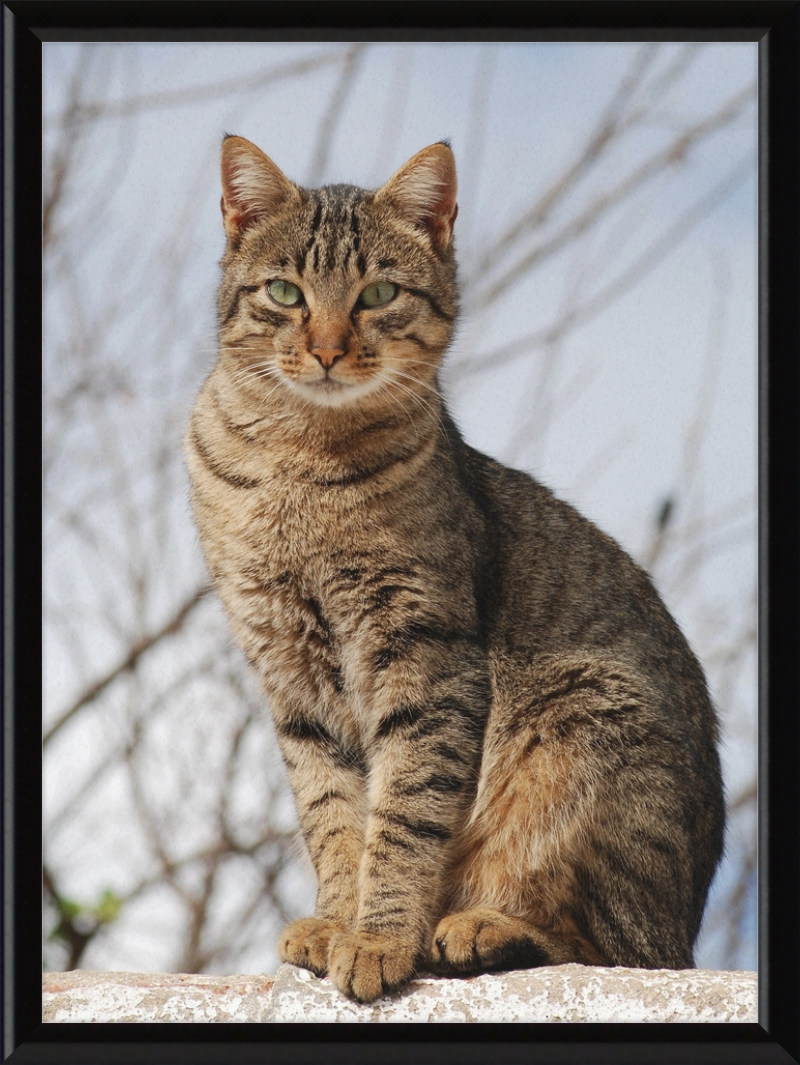 American Shorthair Mix - Great Pictures Framed