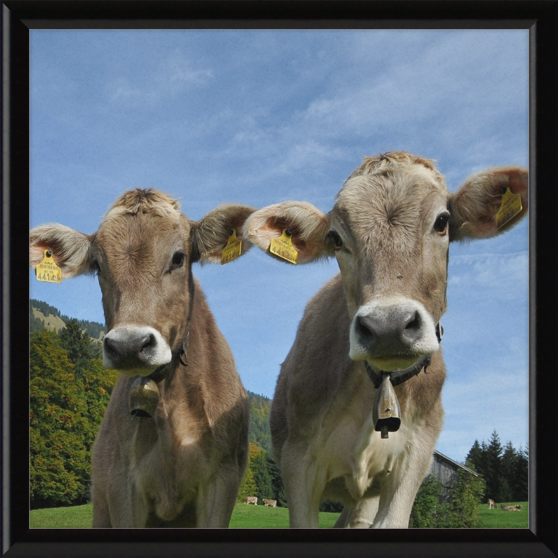 Cows on Mellenstock in Bizau - Great Pictures Framed