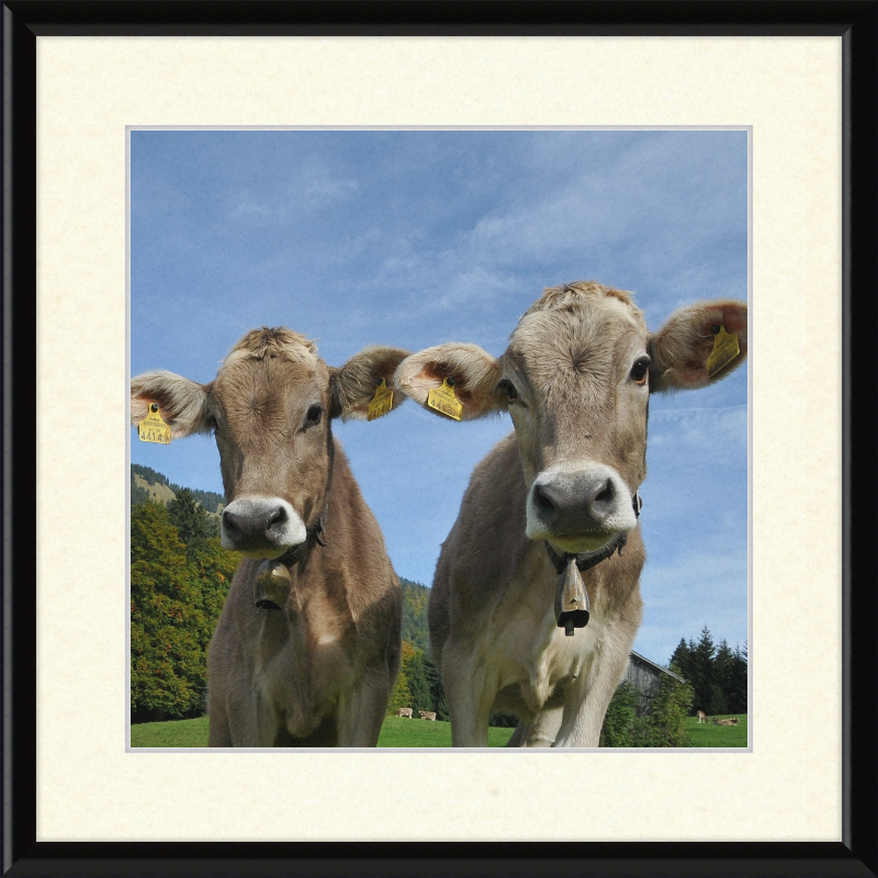 Cows on Mellenstock in Bizau - Great Pictures Framed