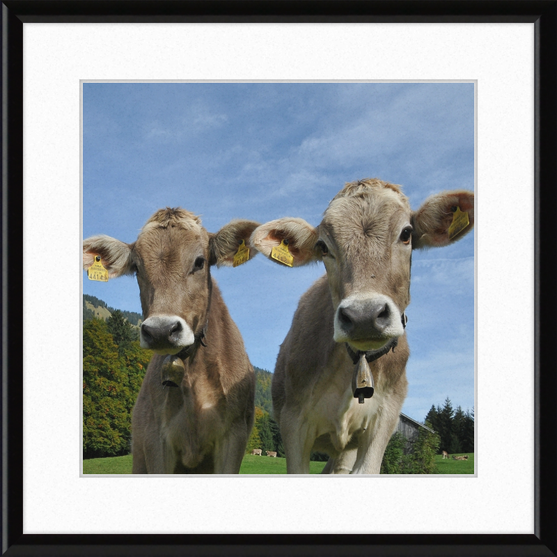 Cows on Mellenstock in Bizau - Great Pictures Framed