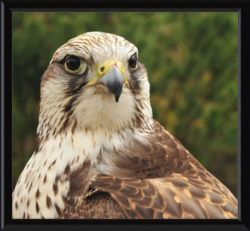 Falco Cherrug - Great Pictures Framed