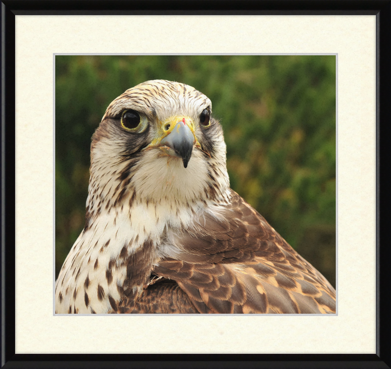 Falco Cherrug - Great Pictures Framed
