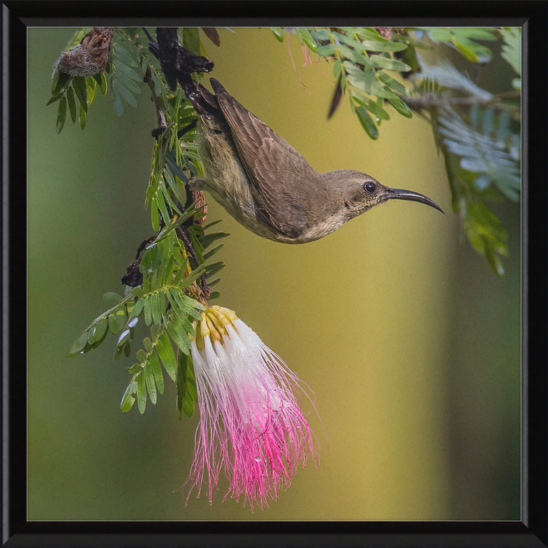 The Copper Sunbird Female on the Persian Silk Tree - Great Pictures Framed