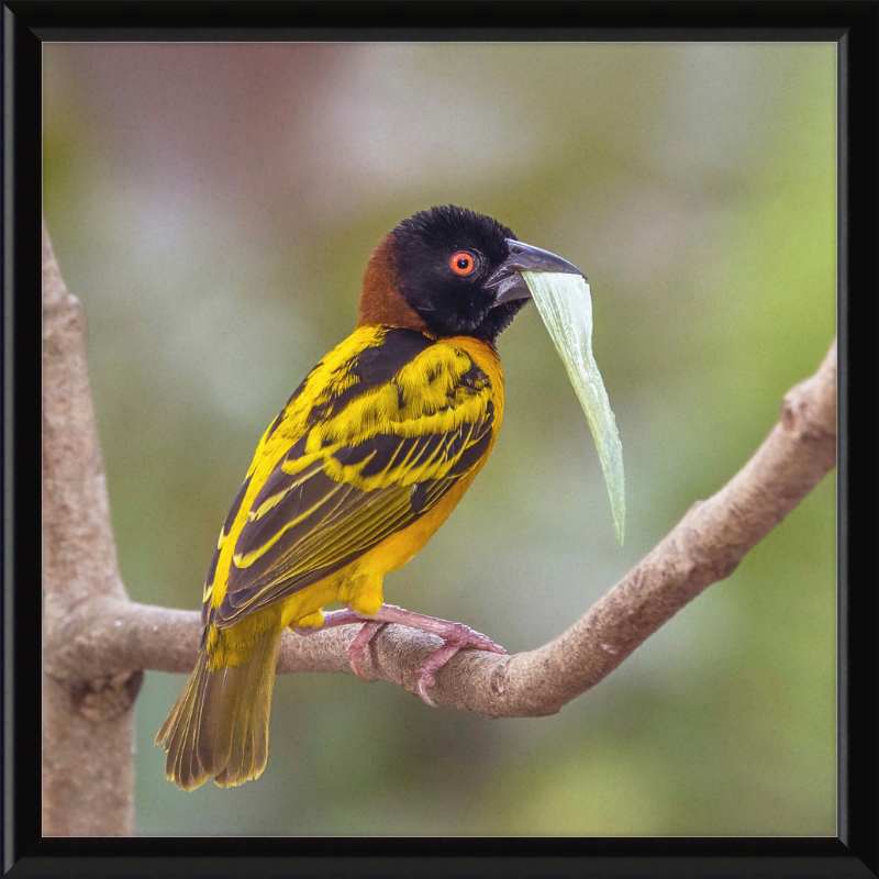 Village Weaver (Ploceus cucullatus cucullatus) - Great Pictures Framed
