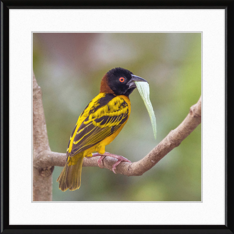 Village Weaver (Ploceus cucullatus cucullatus) - Great Pictures Framed