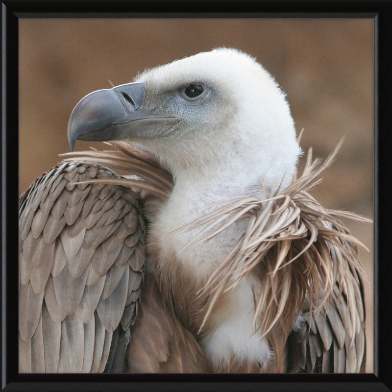 Vulture Beak - Great Pictures Framed
