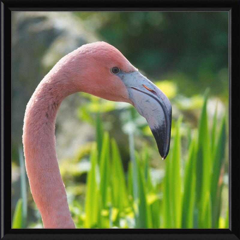 Phoenicopterus Roseus - Great Pictures Framed