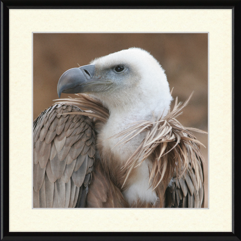 Vulture Beak - Great Pictures Framed