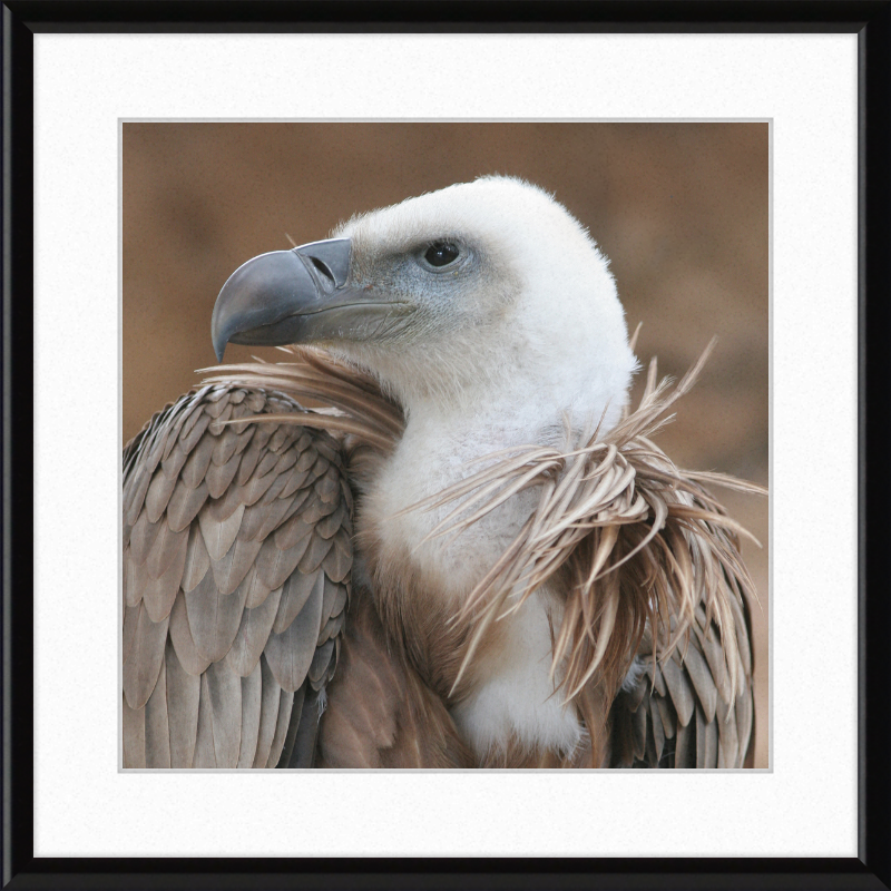 Vulture Beak - Great Pictures Framed