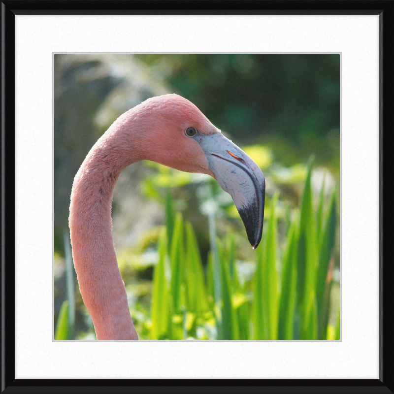 Phoenicopterus Roseus - Great Pictures Framed