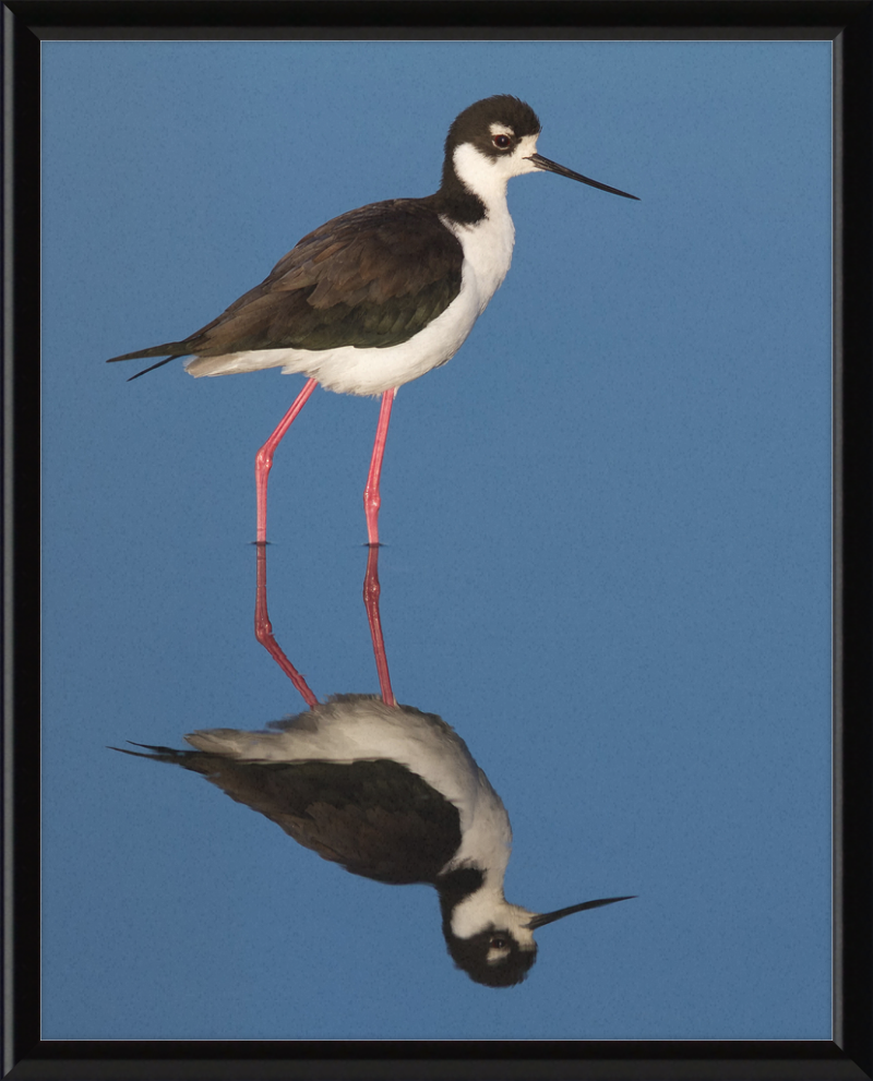 The Black-necked Stilt of Corte Madera - Great Pictures Framed