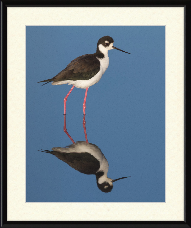 The Black-necked Stilt of Corte Madera - Great Pictures Framed