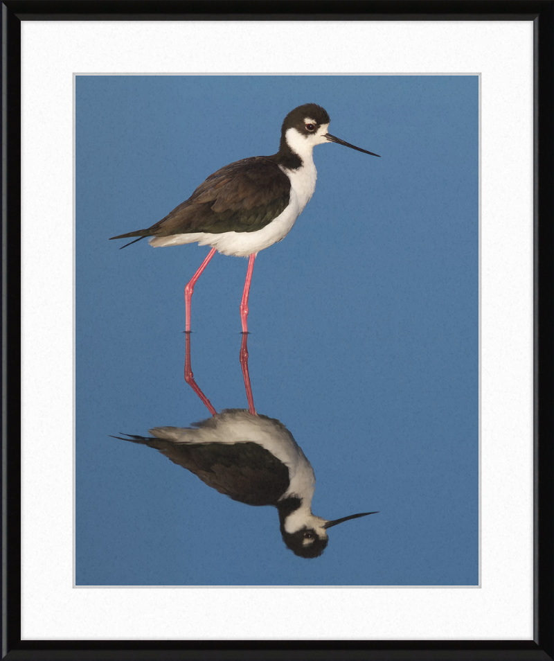 The Black-necked Stilt of Corte Madera - Great Pictures Framed