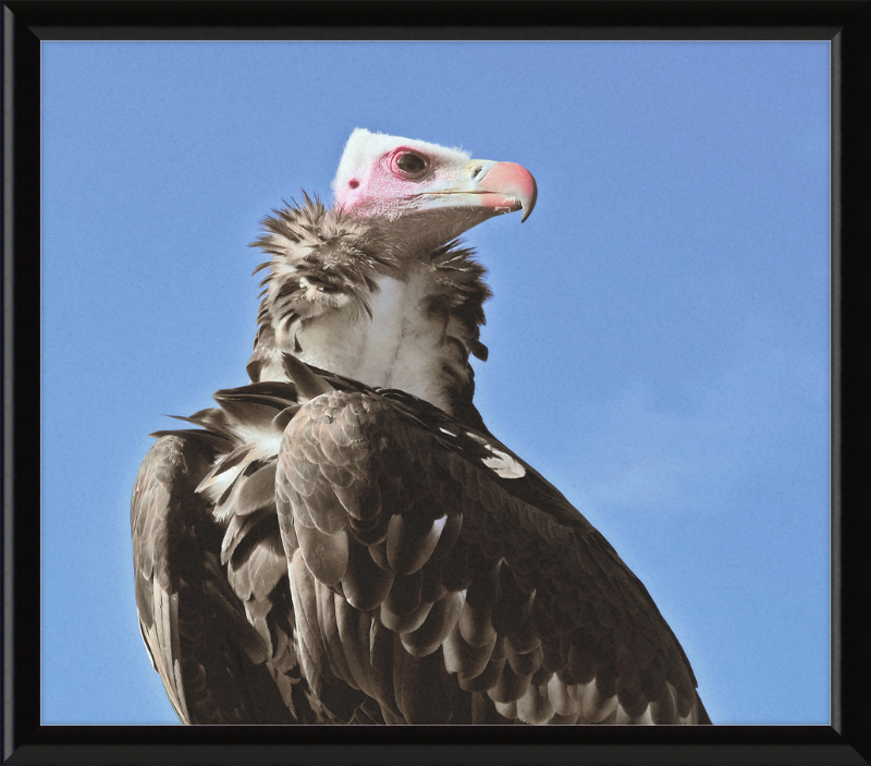 Trigonoceps Occipitalis - Great Pictures Framed
