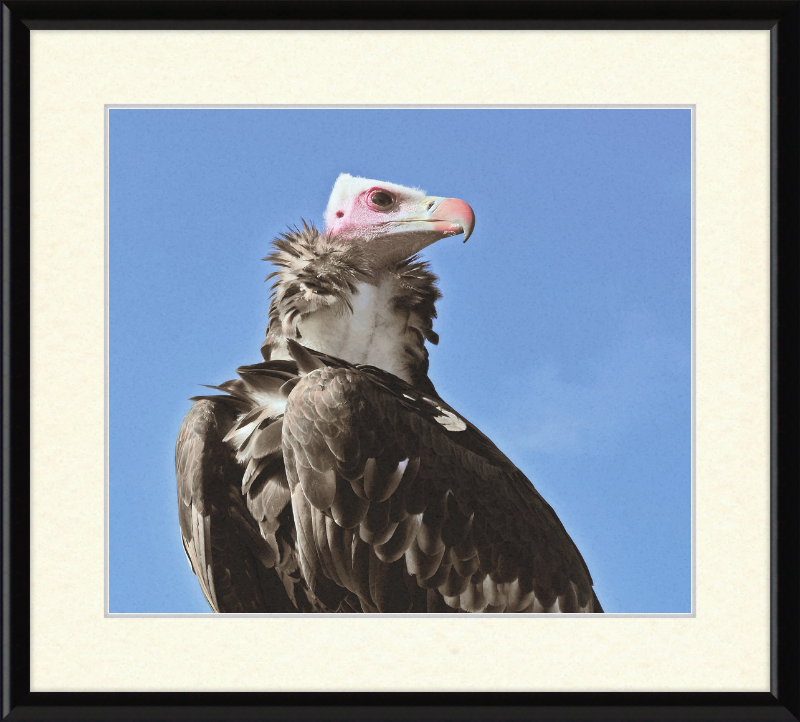 Trigonoceps Occipitalis - Great Pictures Framed