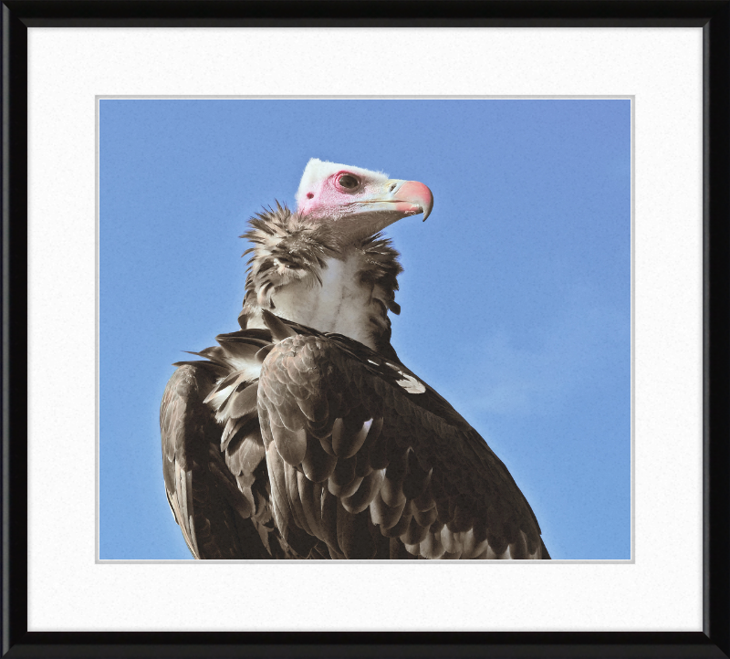 Trigonoceps Occipitalis - Great Pictures Framed