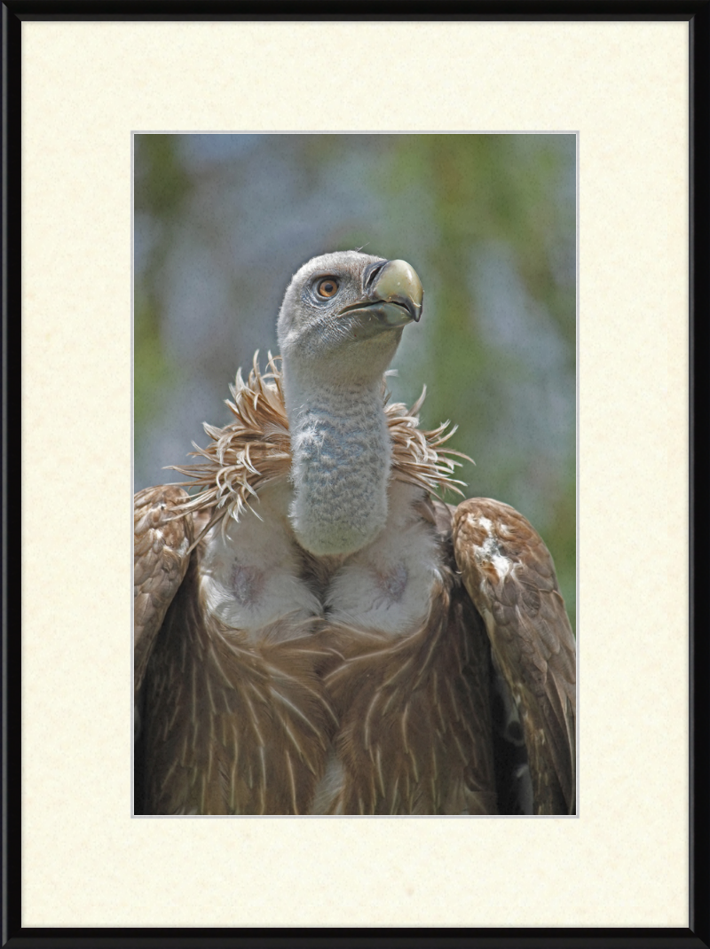 Gyps Fulvus - Great Pictures Framed